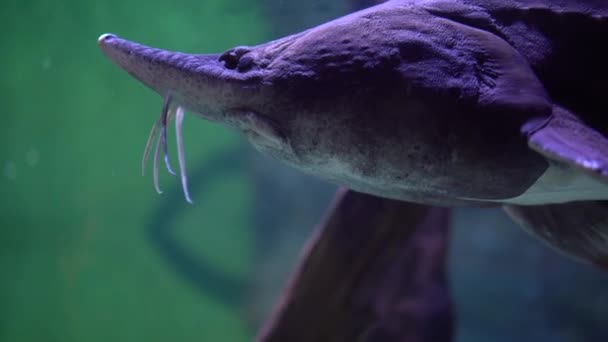 Sturgeon Plave Pod Vodou Zblízka — Stock video