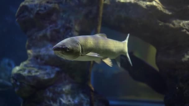 White Cupid Fish Water Moving Its Fins Looking — Stock Video