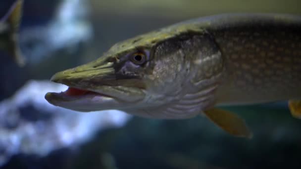 Stor Gädda Vatten Ett Akvarium Reservoar Öppnar Och Stänger Munnen — Stockvideo