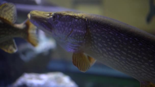 Een Grote Snoek Onder Water Een Aquarium Reservoir Kijkt Naar — Stockvideo