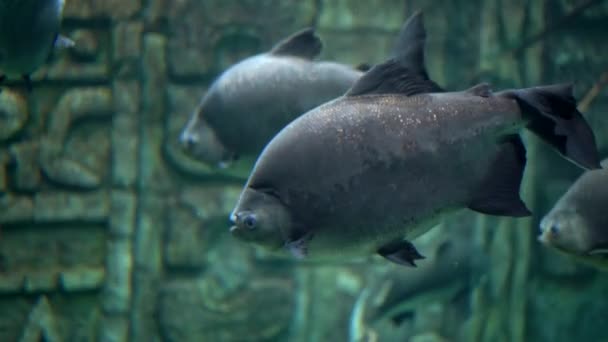 Tres Pirañas Nadan Acuario Con Agua Verde Turbia Cerca — Vídeo de stock