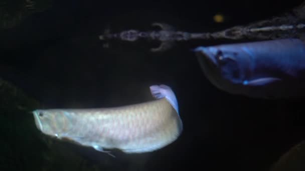 Tropiska Sötvatten Fisk Arowana Ljus Arowana Simmar Vatten Flera Fiskar — Stockvideo