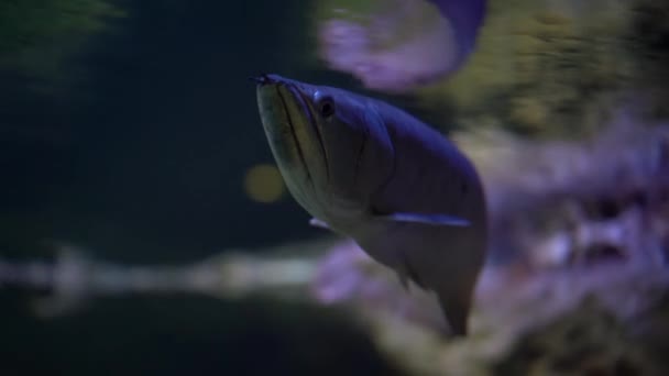 Tropical Freshwater Fish Arowana Light Arowana Slowly Swims Water Close — Stock Video
