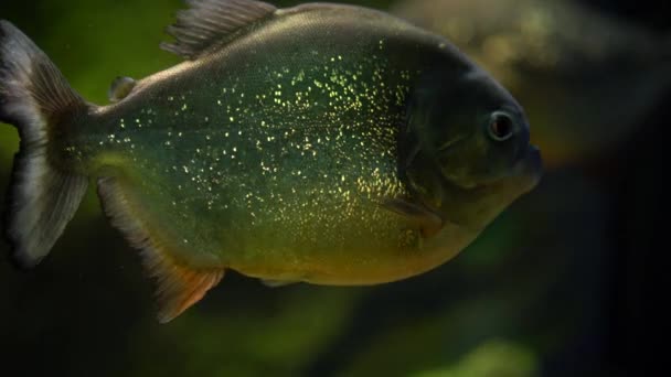 Piraña Nada Bajo Agua Mueve Agua Cámara Mueve Con Los — Vídeos de Stock