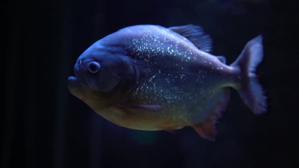 食人鱼在水下 一动也不动 鱼鳍很少动 背景为深蓝色 — 图库视频影像