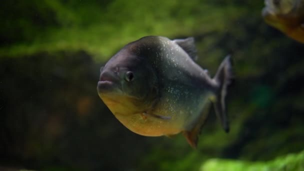 Piranha Simmar Vattnet Rör Sig Långsamt Ramen Närbild — Stockvideo