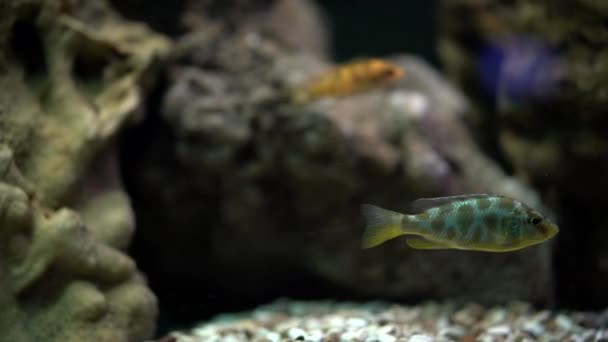 Aquarium Fish Aulonocara Swims Underwater Aquarium — Stock Video