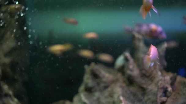Аквариумные Рыбы Плавают Воде Темно Зеленого Цвета Небольшим Пузырьком Вокруг — стоковое видео