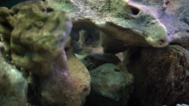 Poisson Aquarium Aulonocara Nage Sous Eau Dans Aquarium — Video