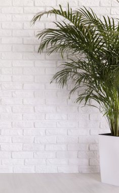 Bitki tarafından dekore edilmiş iç