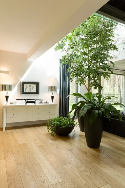 Plantas de interior decorativas en la nueva sala de estar — Foto de Stock