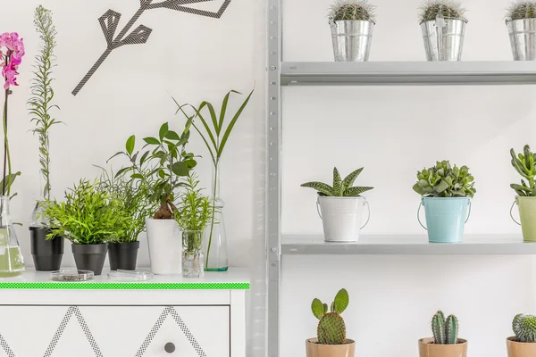 Flower pots on commode and rack shelves — Stock Photo, Image