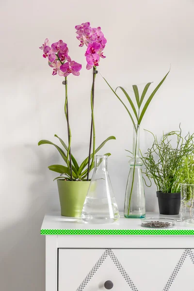 Orquídeas em uma cômoda branca — Fotografia de Stock