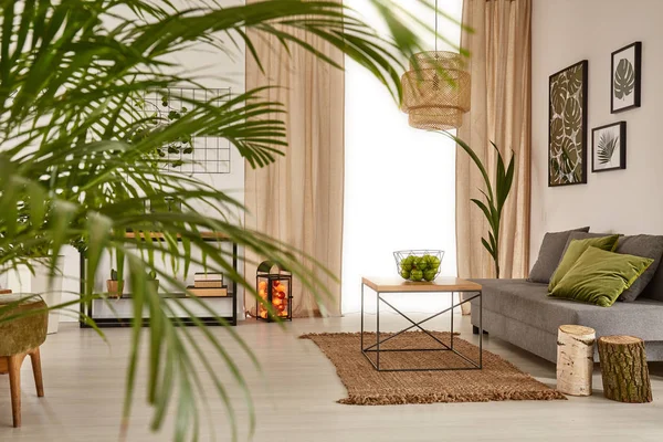 Living room with decorative palm — Stock Photo, Image