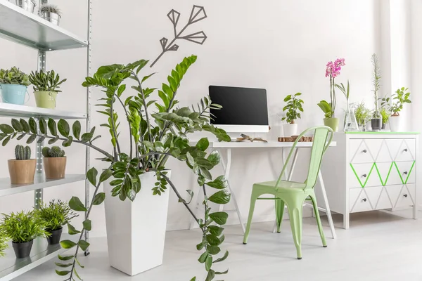 Pokojové rostliny ve světlé, minimalistický interiér — Stock fotografie