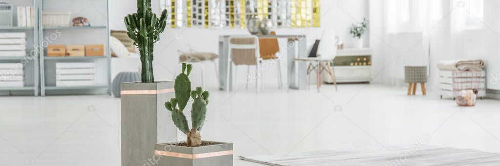 Cactuses in spacious room