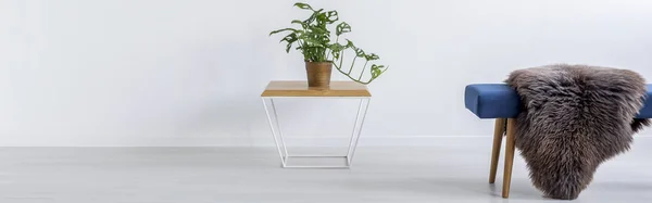 Tabulka s rostlin a lavice s kožešinou — Stock fotografie