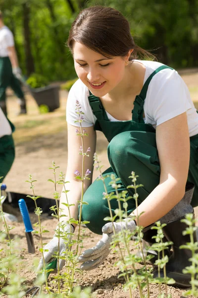 Jardineiro feminino colocando novas plantas — Fotografia de Stock
