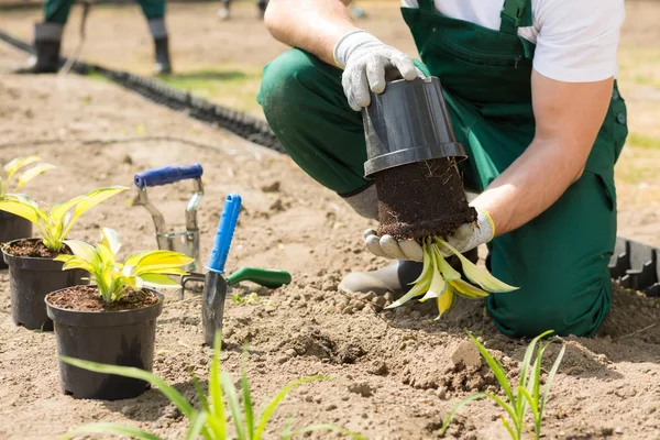 Jardineiro colocando a planta — Fotografia de Stock