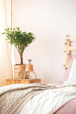 Bitki ve lamba ile komidin