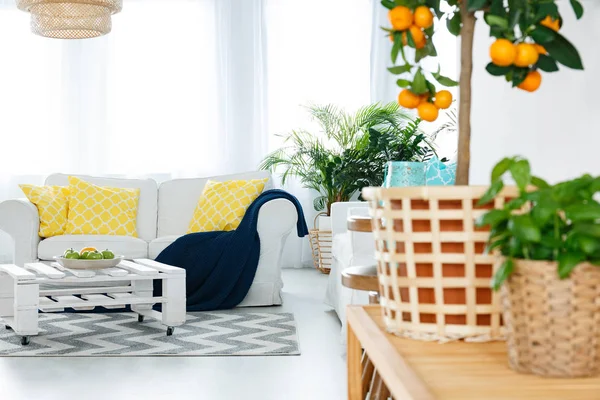 Kamer met planten — Stockfoto