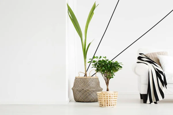 Rostliny v pokoji — Stock fotografie