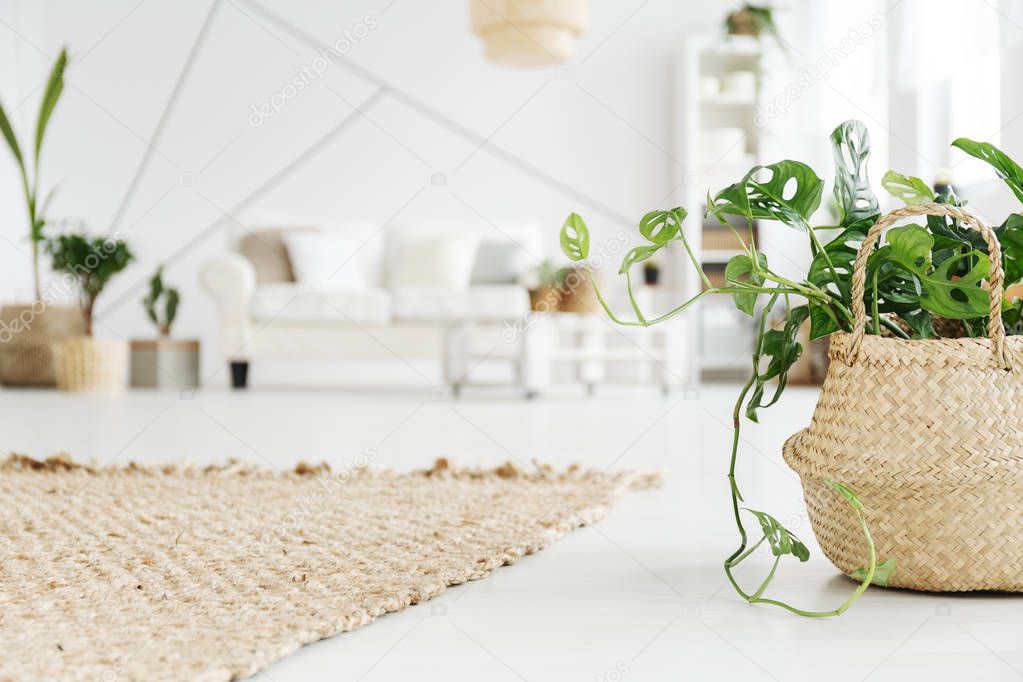 Wicker carpet and flowerpot