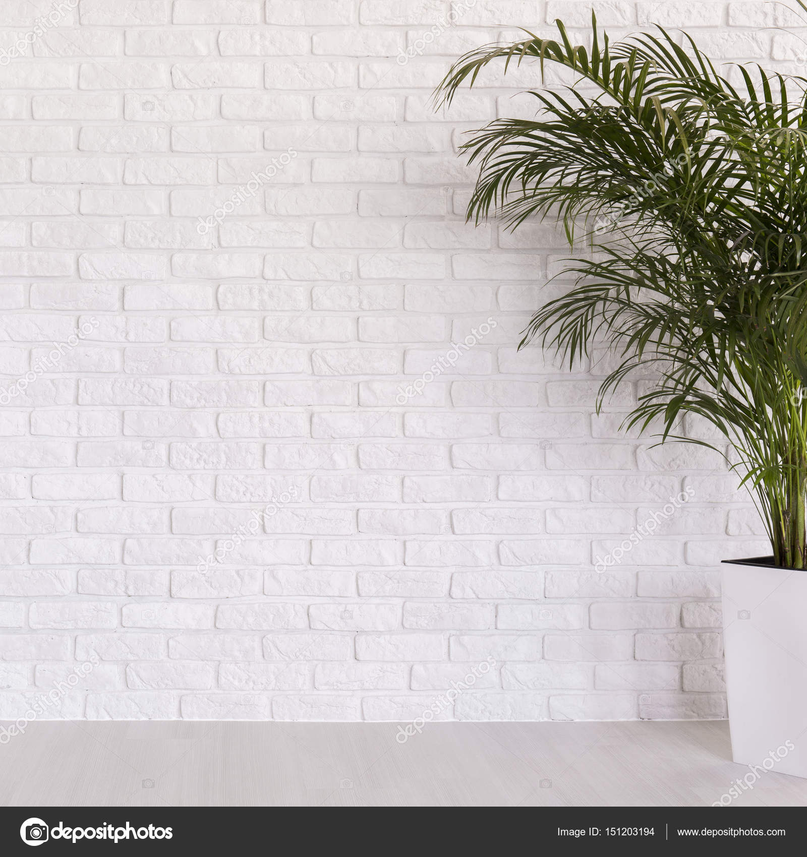 White Brick Wall With Potted Plant Stock Photo Image By C Photographee Eu White Brick Wall With Potted Plant Stock Photo Image By C Photographee Eu