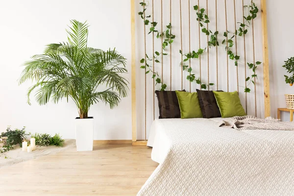 Sonhador quarto com planta decorativa — Fotografia de Stock