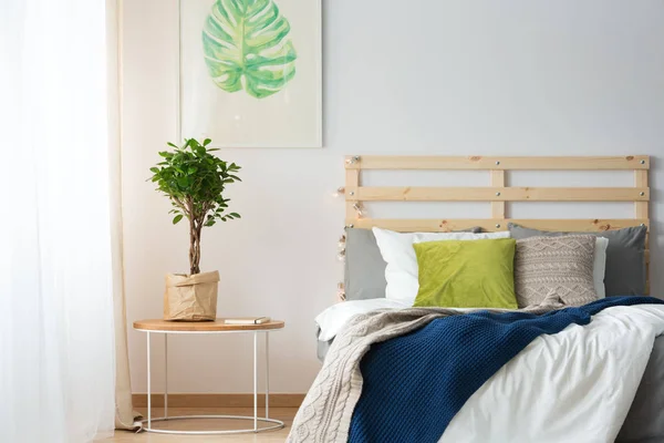 Plant door het bed — Stockfoto