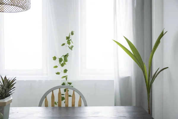 Sala de jantar botânica com janela — Fotografia de Stock