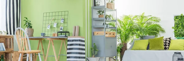 Botanische Gestaltung der Wohnung — Stockfoto