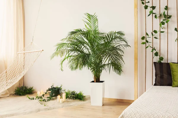 Yatak odasında bitki — Stok fotoğraf