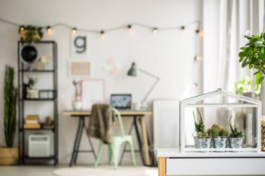 Kaktüsler metal kovalar