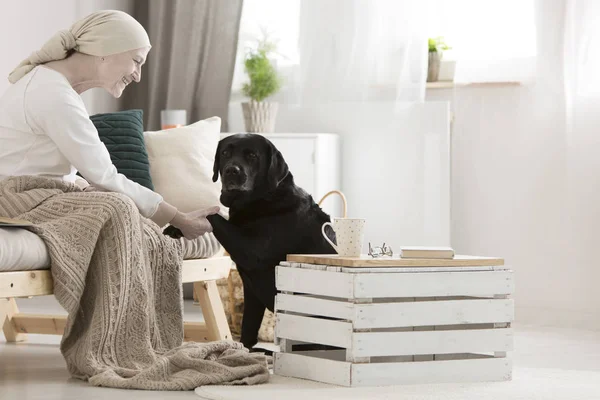 Hond assistent geven poot — Stockfoto