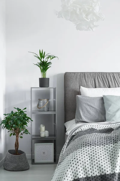 Küçük bir saksı ağacında