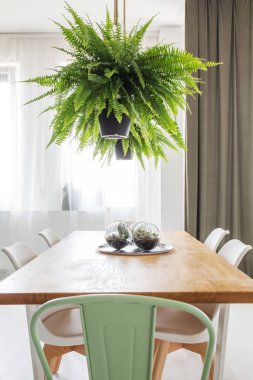 Fern aydınlık yemek salonunda