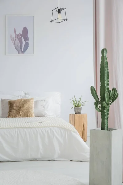 Cactus in grey pot — Stock Photo, Image