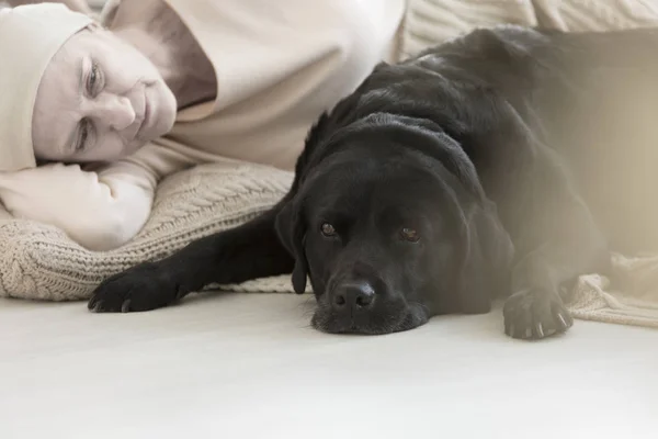 Köpek hasta sahibi tarafından yalan — Stok fotoğraf