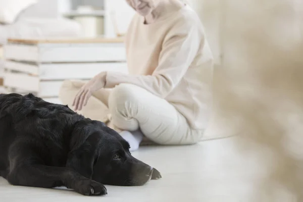 Terapiye katılan köpek — Stok fotoğraf