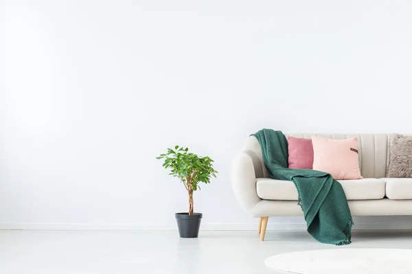 Planta na sala de estar branca — Fotografia de Stock