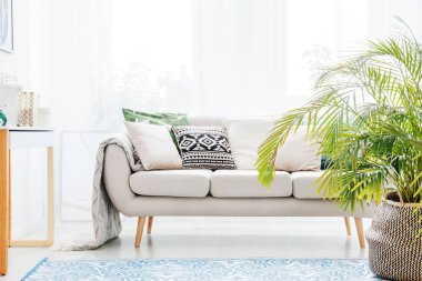 Oturma odasında bitki