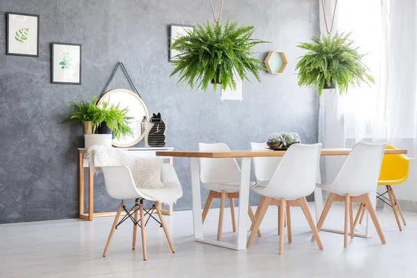 Helechos colgando sobre la mesa de comedor — Foto de Stock