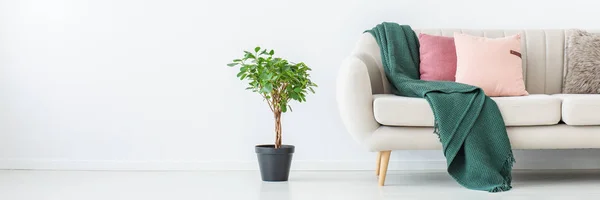 Plant in living room — Stock Photo, Image