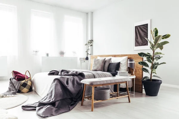 Plant in lichte slaapkamer — Stockfoto