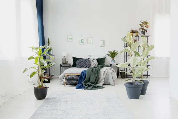 Ficus in camera da letto floreale interno — Foto Stock