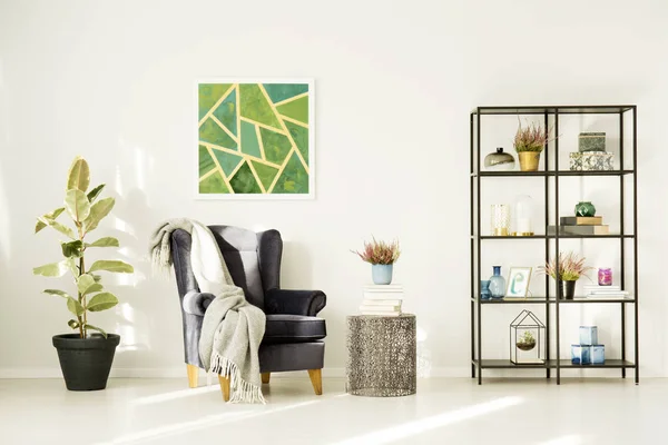 Ficus im gemütlichen Wohnzimmer — Stockfoto