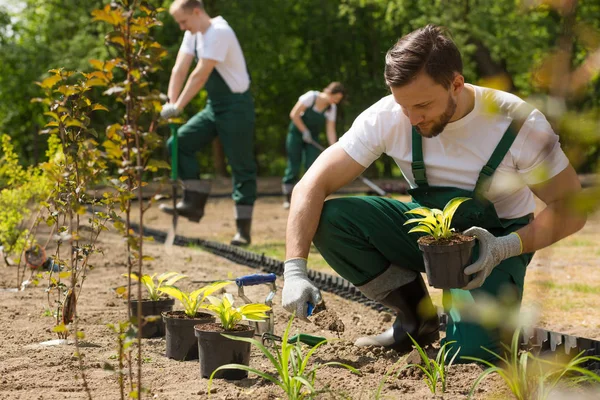 Creating a beautiful garden from scratch — Stock Photo, Image