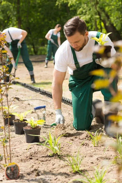 Intensive Gartenarbeiten beschäftigen Parkwächter — Stockfoto