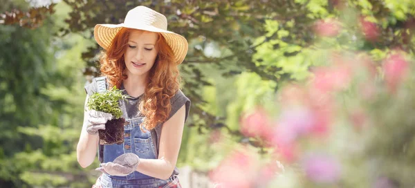 Young woman replanting — Stock Photo, Image